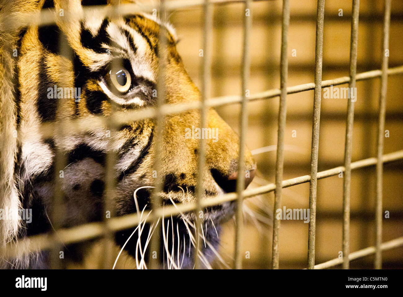LONDON One of ZSL's two Sumatran tigers (Panthera tigris) watches from behind the scenes at London Zoo. Stock Photo