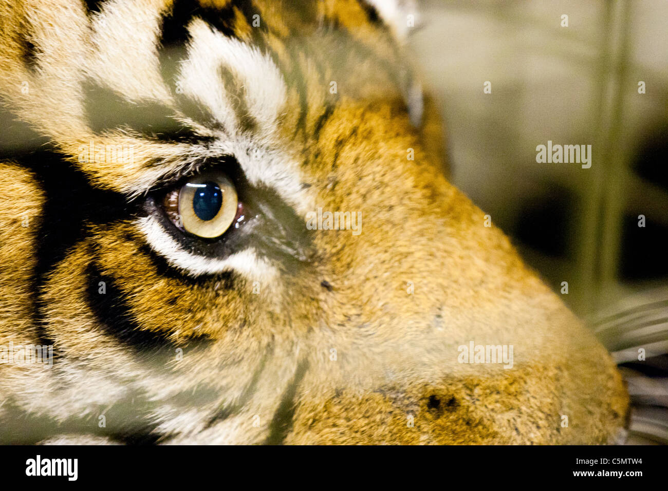 LONDON One of ZSL's two Sumatran tigers (Panthera tigris) watches from behind the scenes at London Zoo. Stock Photo