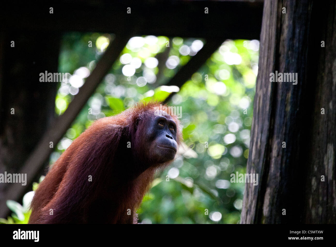 SABAH, MALAYSIAN BORNEO Male orangutan (pongo pygmaeus) Clenan peers upwards at the Orangutan Rehabilitation Centre Stock Photo