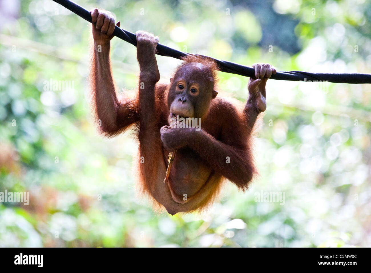 Sabah malaysian seven year old orangutan pongo hi-res stock photography ...