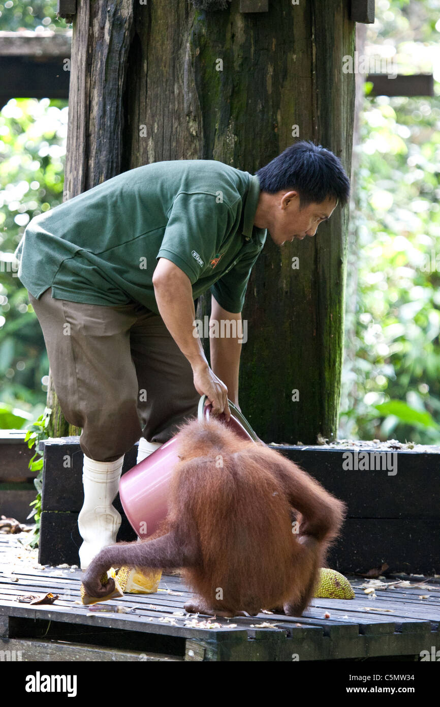 SABAH, MALAYSIAN BORNEO An orangutan (Pongo pygmaeus) waits to be fed at the Orangutan Rehabilitation Centre near Sandakan. Stock Photo