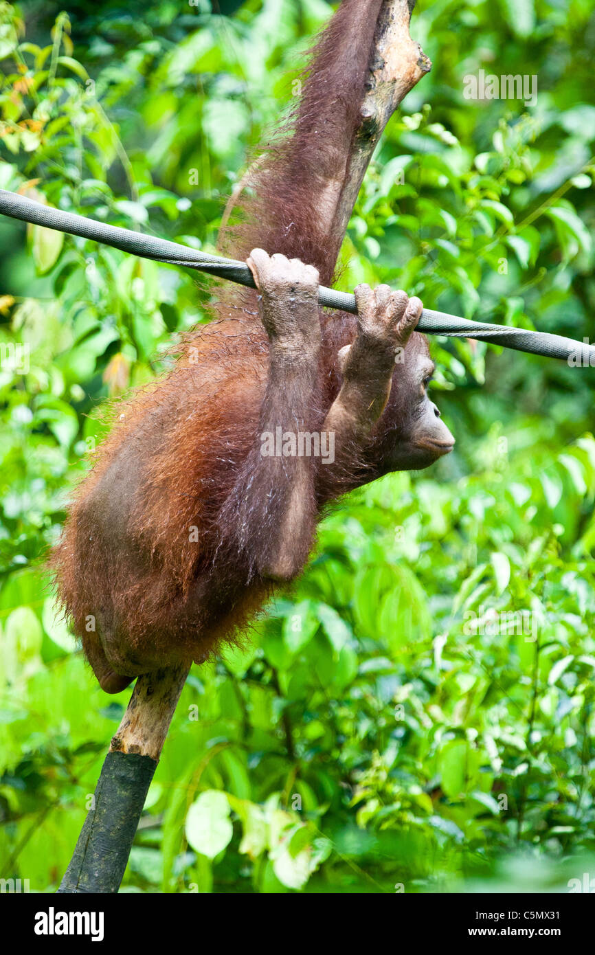 SABAH, MALAYSIAN BORNEO An orangutan (Pongo pygmaeus) hangs from a rope at the Sepilok Orangutan Rehabilitation Centre. Stock Photo