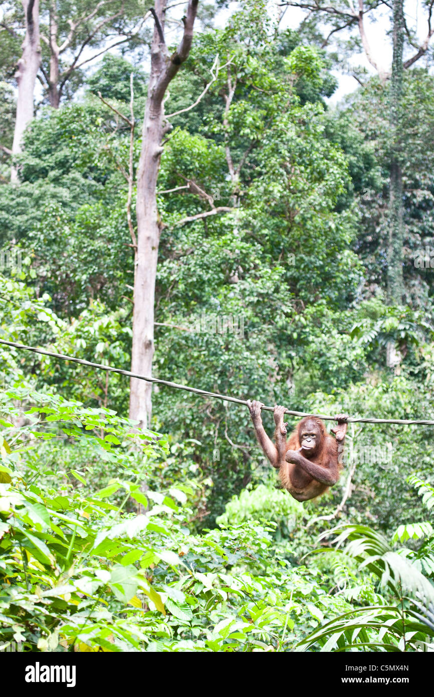 SABAH, MALAYSIAN BORNEO an orangutan (Pongo pygmaeus) hangs from a rope at the Sepilok Orangutan Rehabilitation Centre. Stock Photo