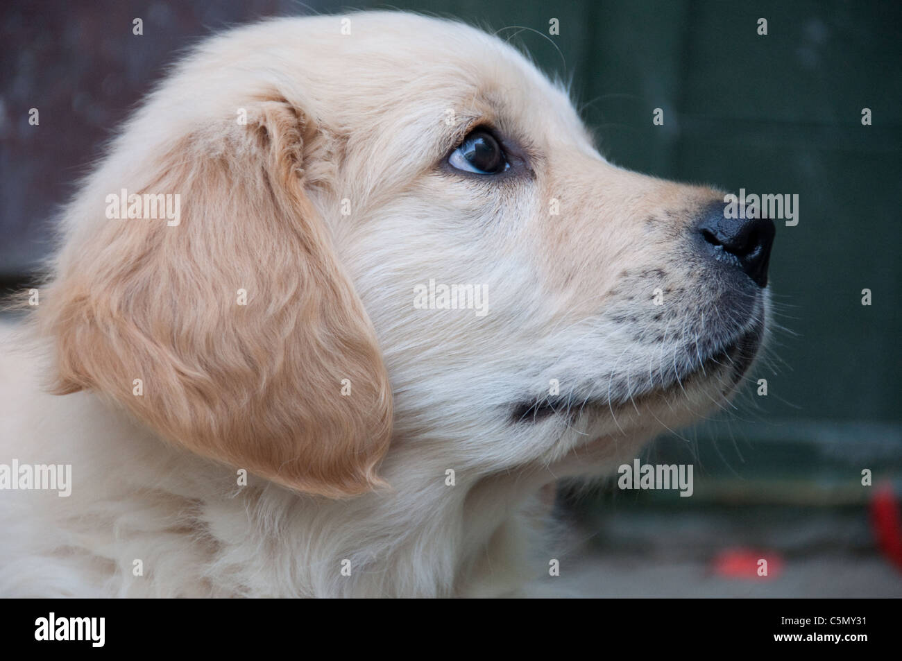 How Long Do 9 Week Old Puppies Sleep