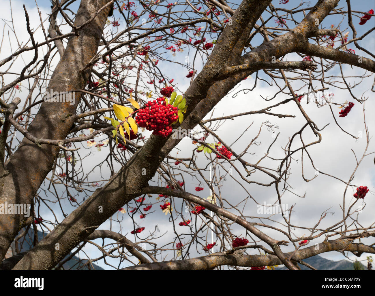 Red rowanberry on the tree Stock Photo