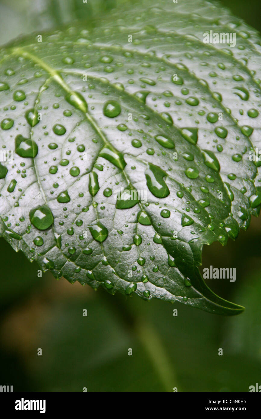 hydrangea close up detail rain water drops on green leaf plant in ...