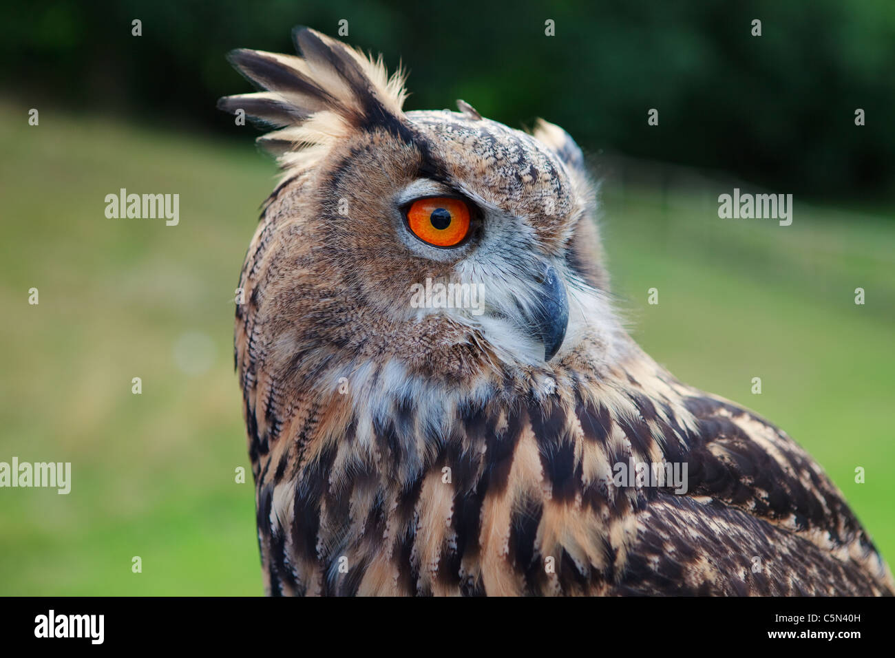 Largest eagle owl hi-res stock photography and images - Alamy
