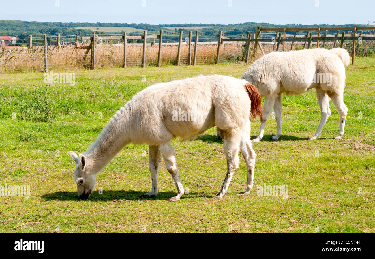 Shaggy lama hi-res stock photography and images - Alamy