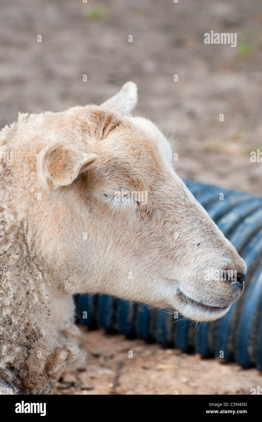 Sleeping sheep Stock Photo