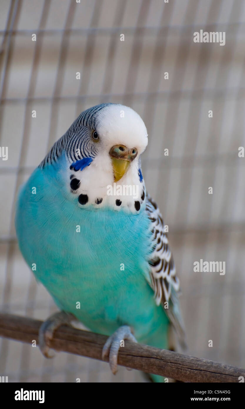 Budgie様 Watch My Budgies Explore The Garden For The First Time - YouTube