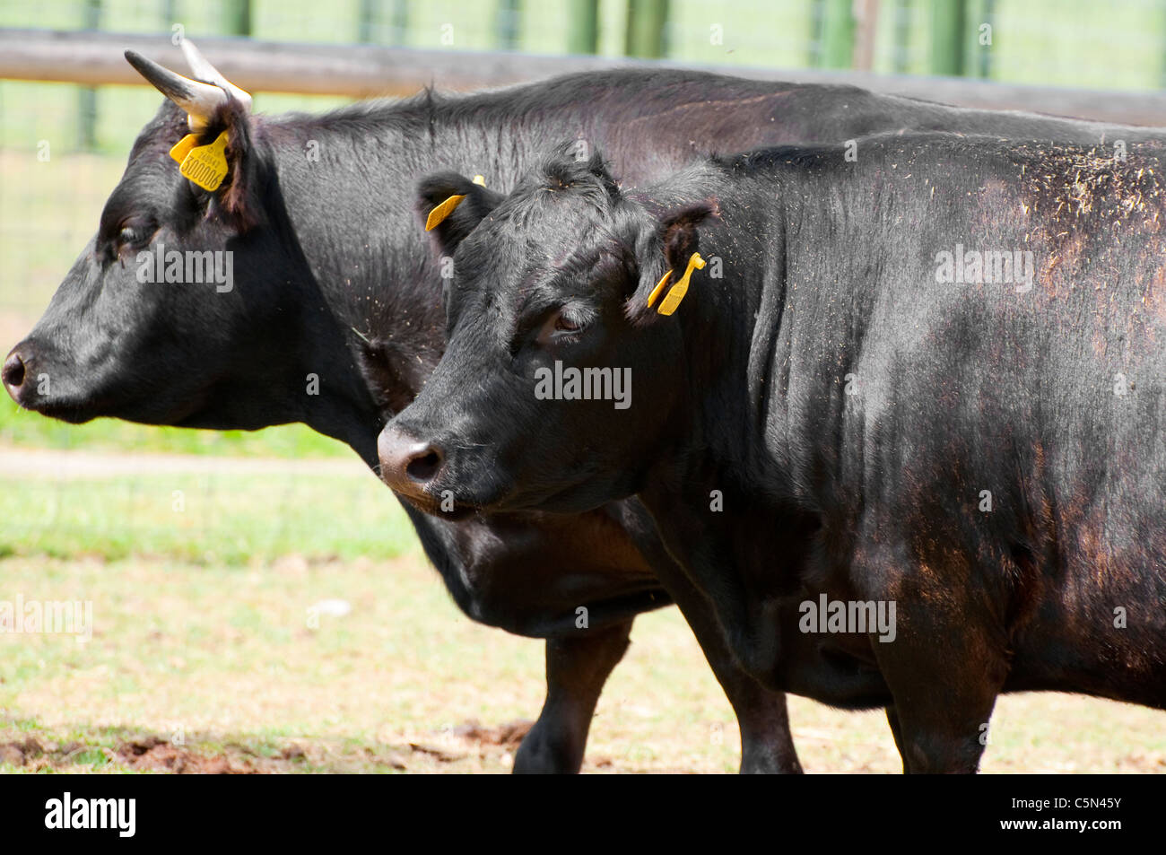 Prize bulls hires stock photography and images Alamy