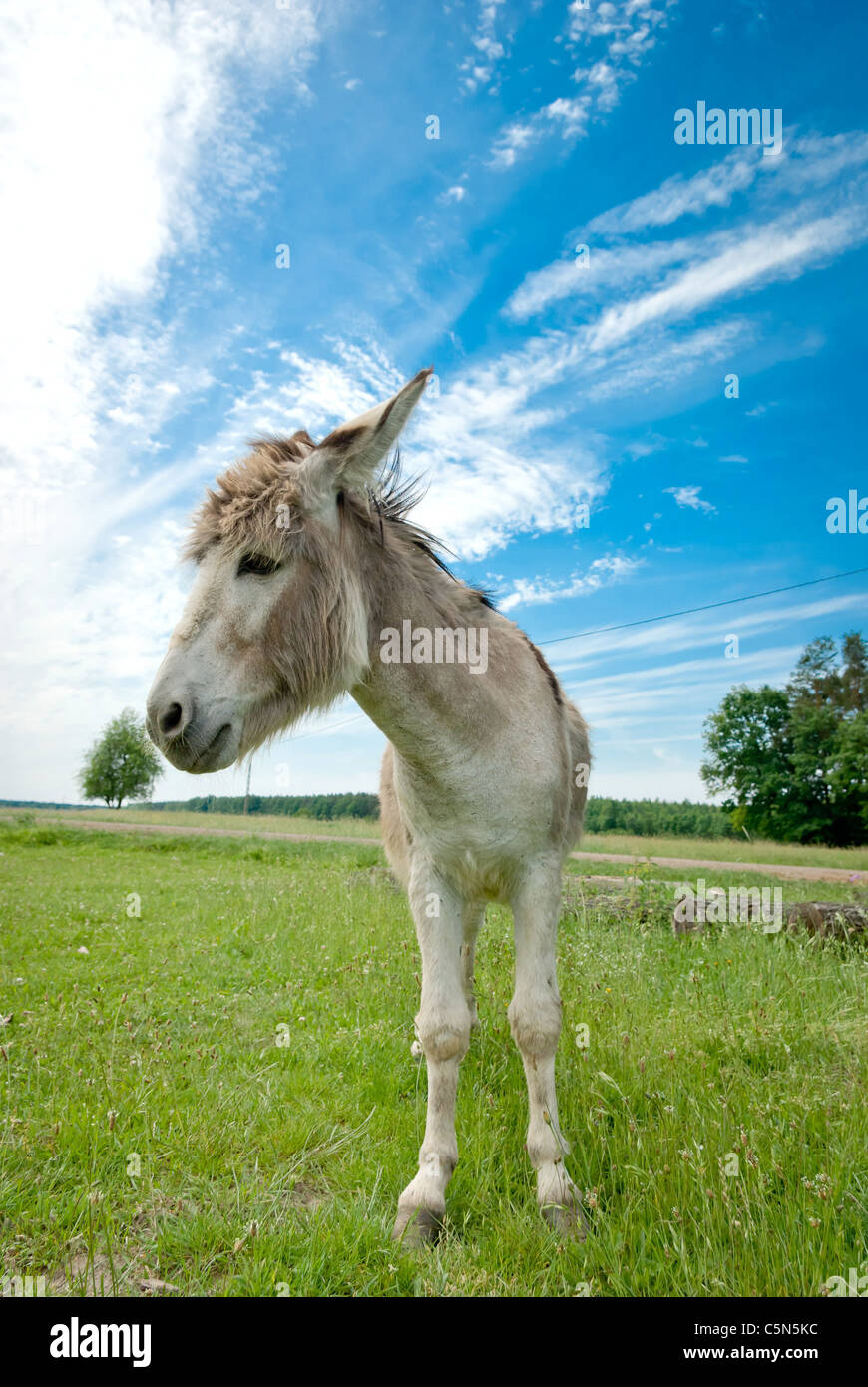 Donkey in a Field in sunny day, animals series Stock Photo - Alamy