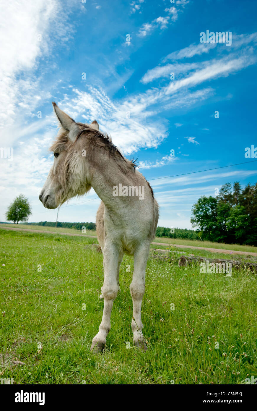 Donkey in a Field in sunny day, animals series Stock Photo - Alamy