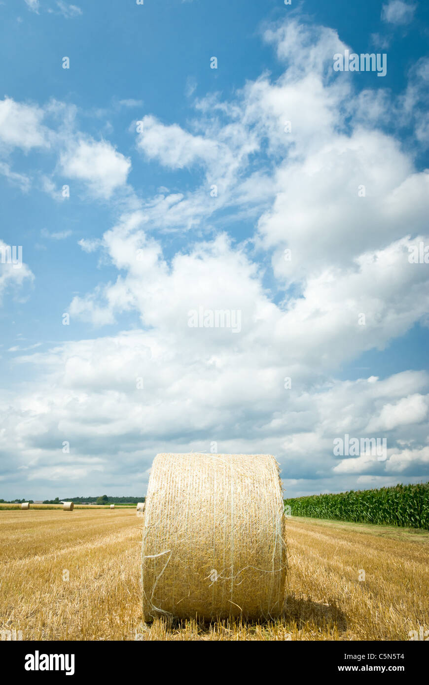 harvested field with straw bales in summer Stock Photo - Alamy
