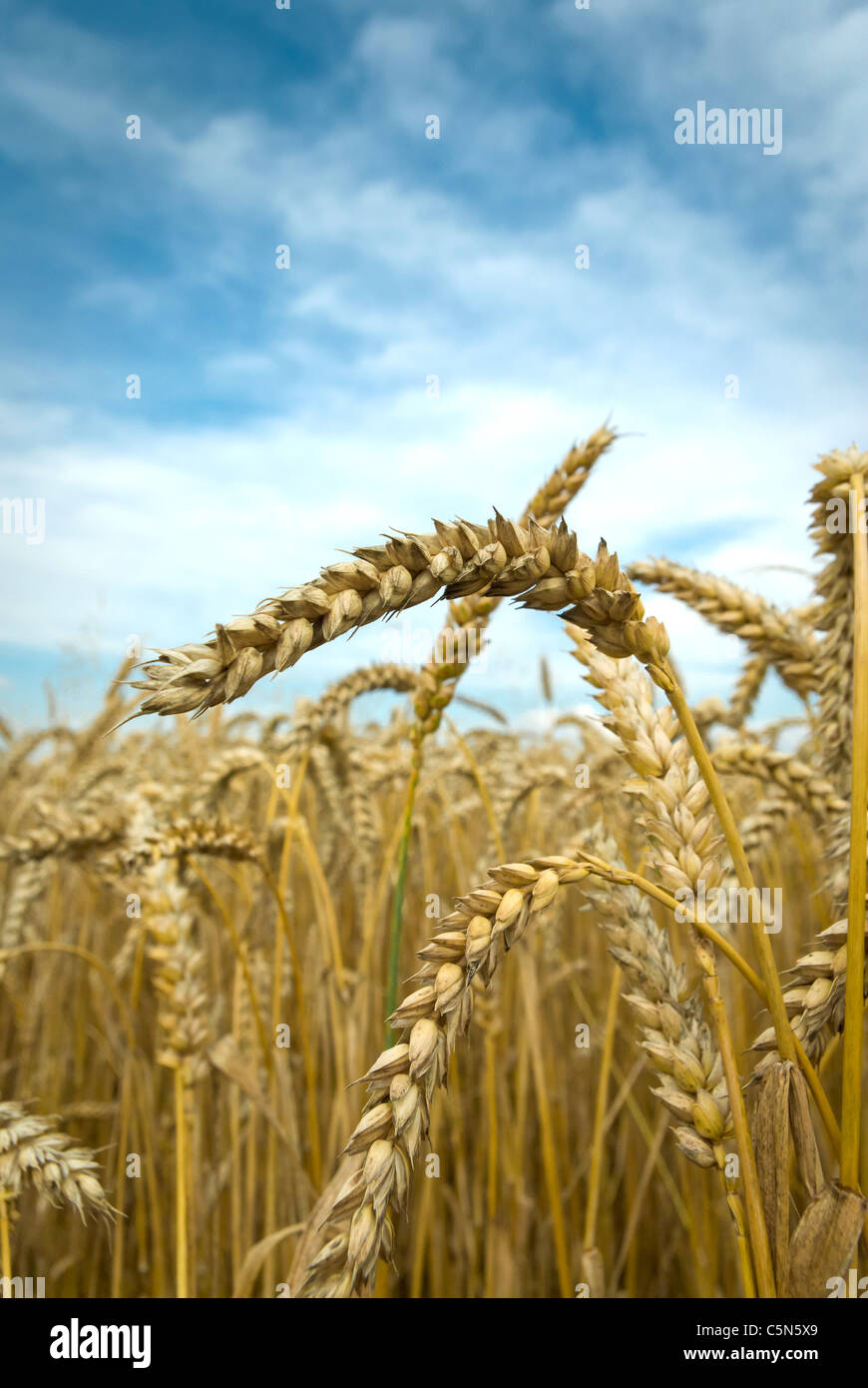 field of golden wheat and blue sky, agricultural field Stock Photo - Alamy