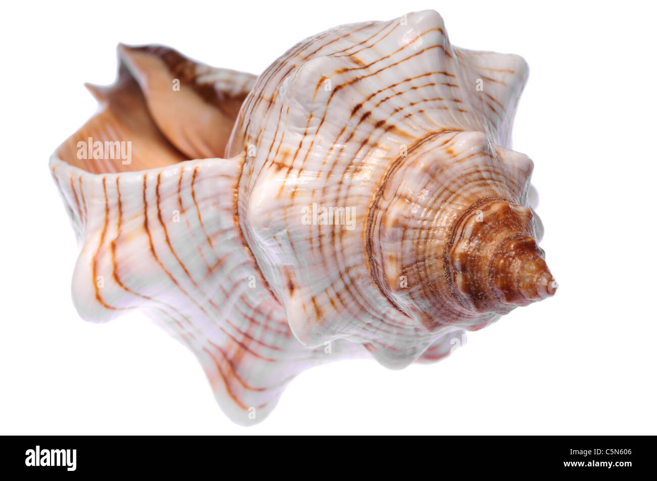 Trapezium Horse Conch / Striped Fox Conch seashell (Pleuroploca trapezium) c10cm Stock Photo