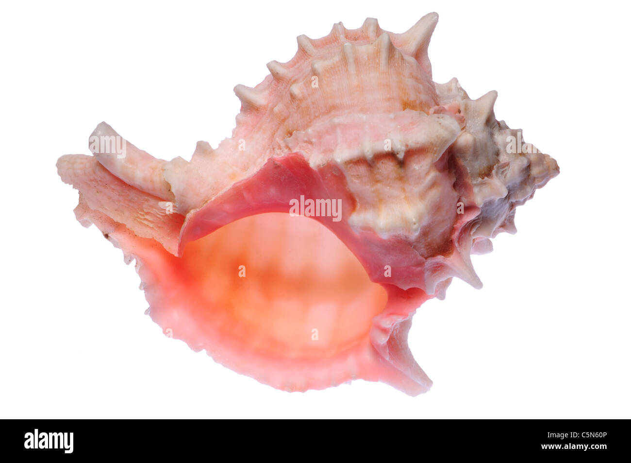 Rose Murex seashell 9cm Stock Photo