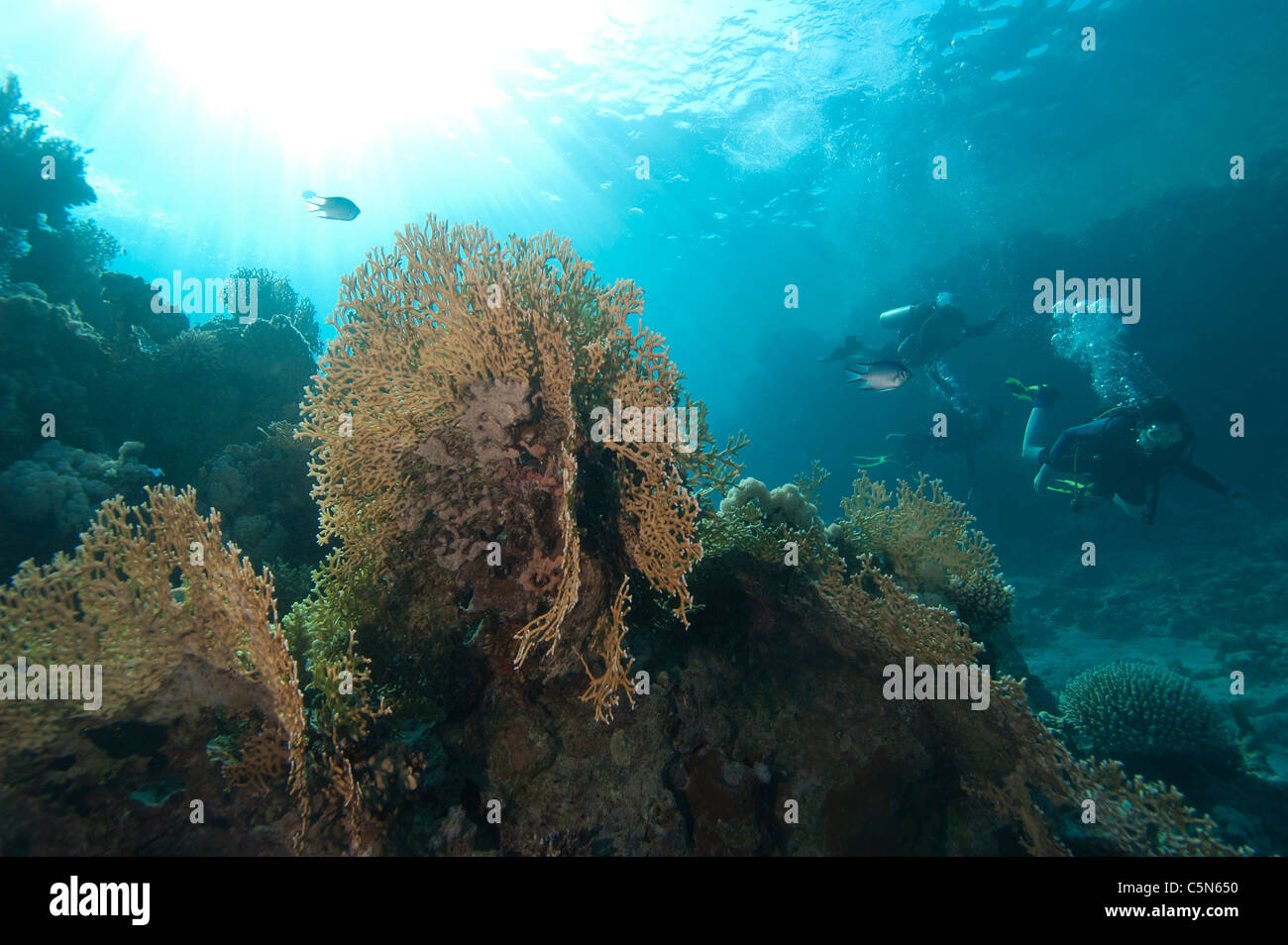 Beautiful underwater coral reef scene in the sun with scuba divers Stock Photo
