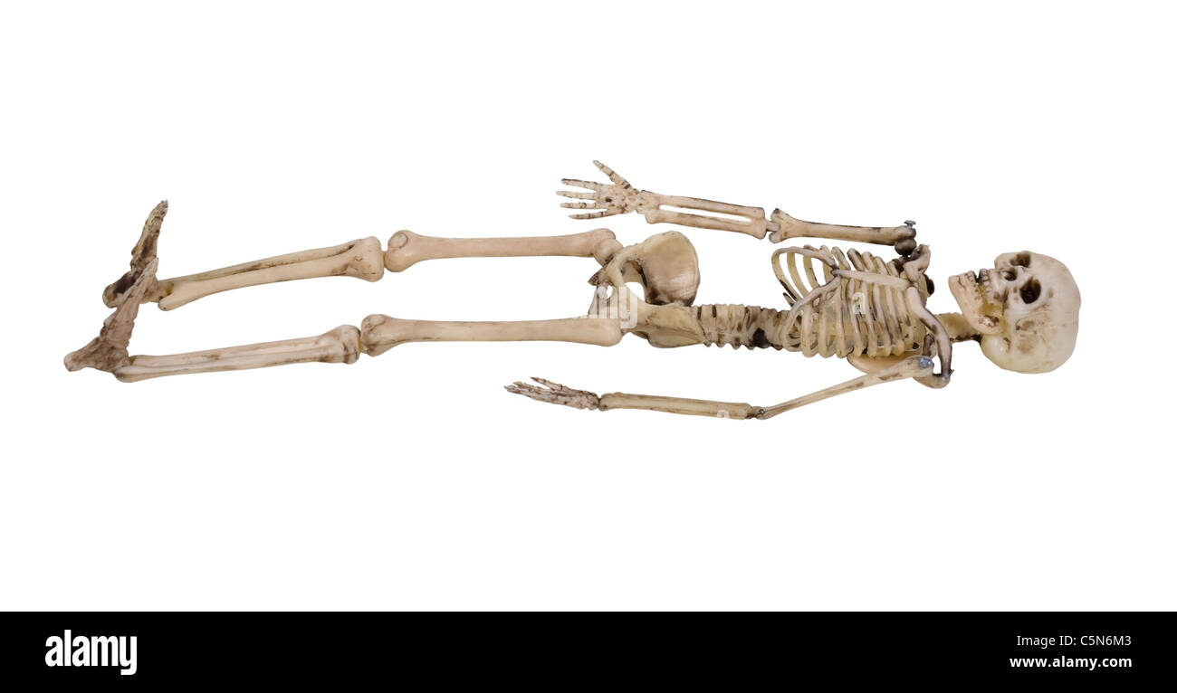 The skeleton is the internal framework of the body - path included Stock Photo