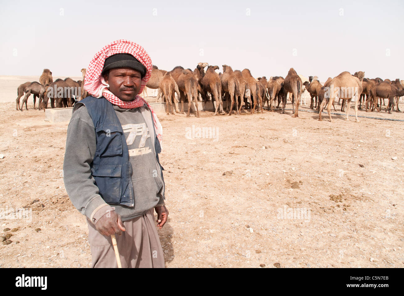 Portrait of a migrant Sudanese camel herder tending a herd of domesticated Arabian camels in the al-Hazim region of the Eastern Desert of Jordan. Stock Photo