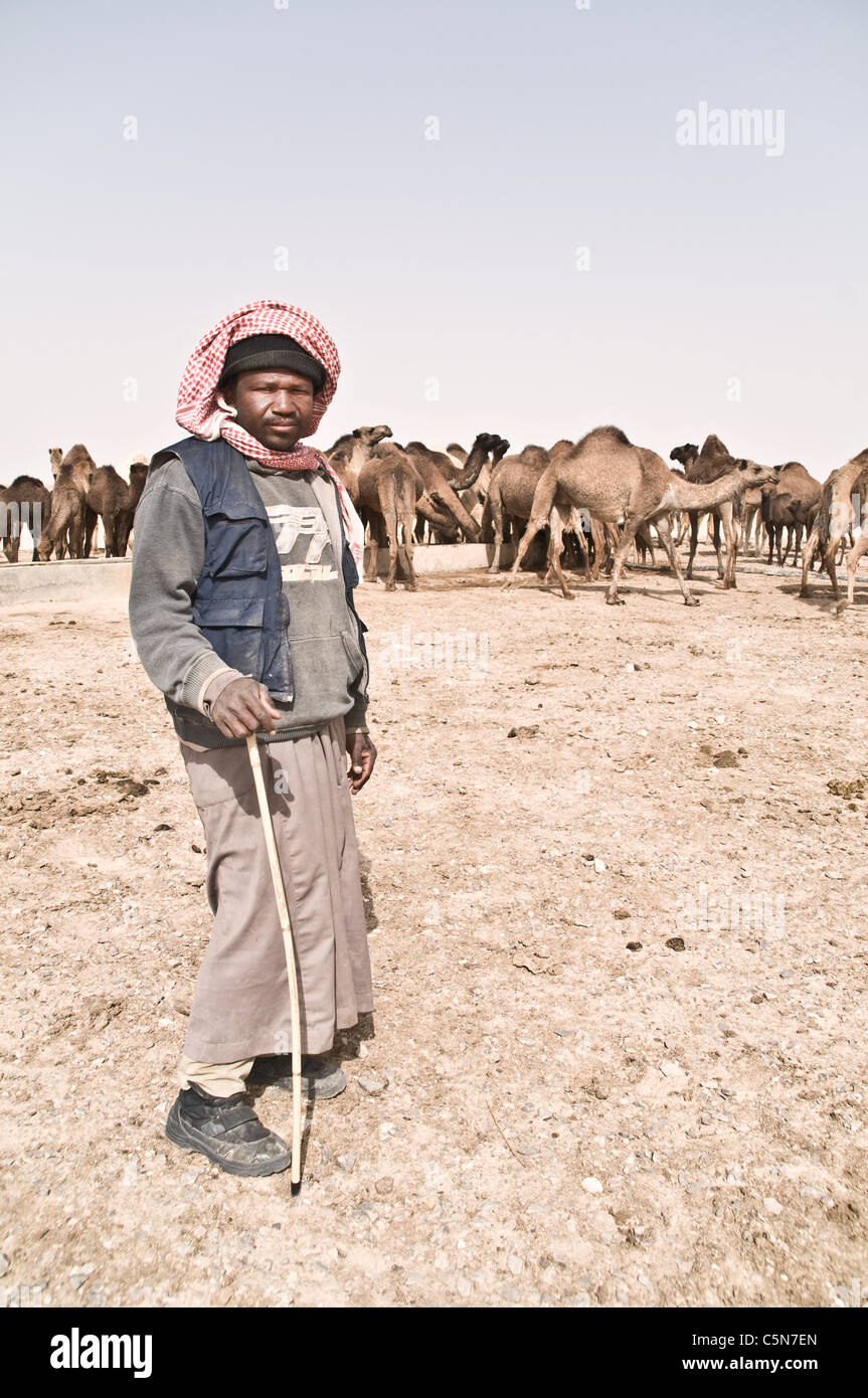 Portrait of a migrant Sudanese camel herder tending a herd of domesticated Arabian camels in the al-Hazim region of the Eastern Desert of Jordan. Stock Photo