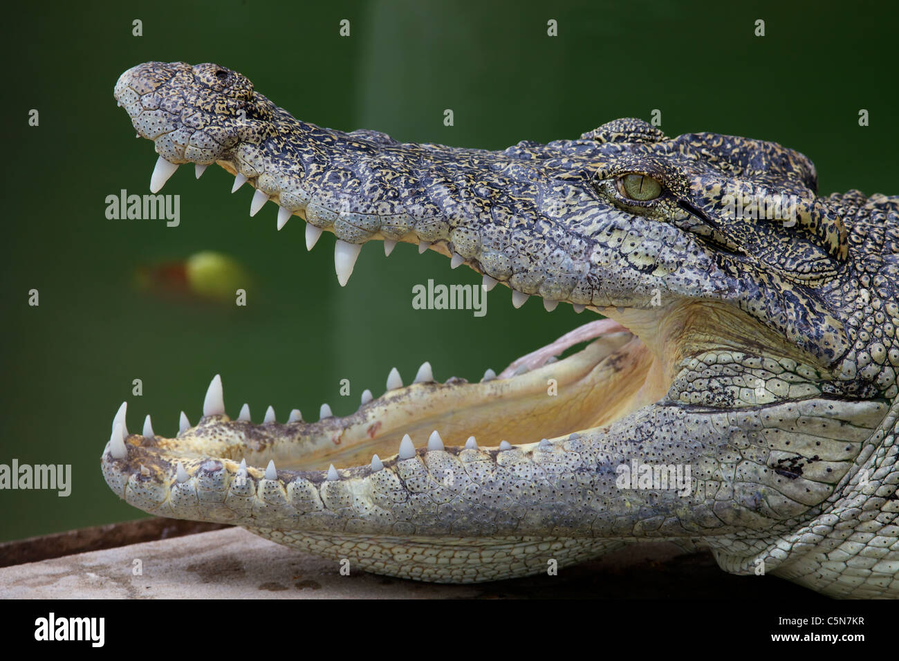 Side view of Crocodile with mouth open Stock Photo, Royalty Free Image
