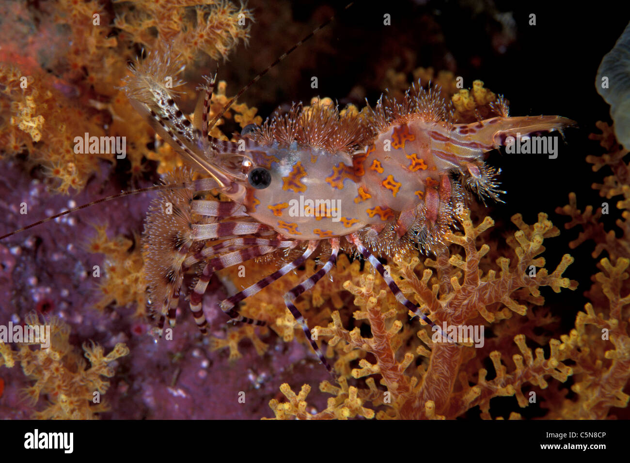 Marble Shrimp, Saron sp.2, Vitu Islands, Bismarck Archipelago, Papua New Guinea Stock Photo