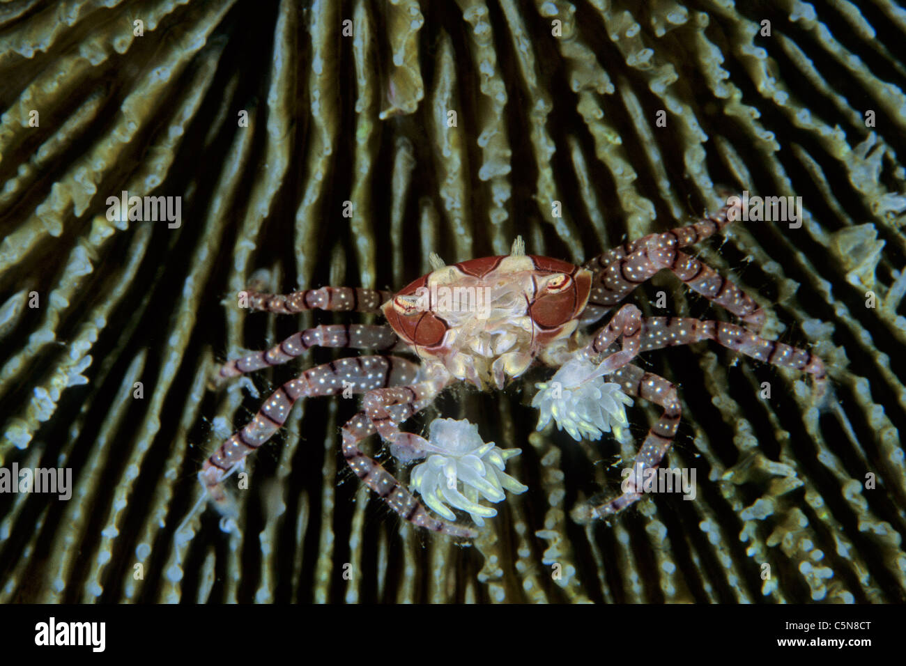 Boxer Crab, Lybia tesselata, Vitu Islands, Bismarck Archipelago, Papua New Guinea Stock Photo