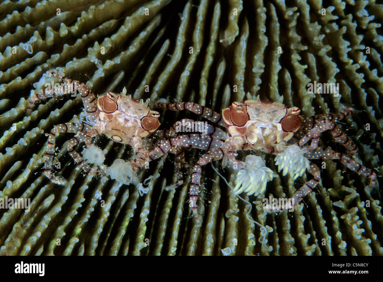 Pair of Boxer Crab, Lybia tesselata, Vitu Islands, Bismarck Archipelago, Papua New Guinea Stock Photo