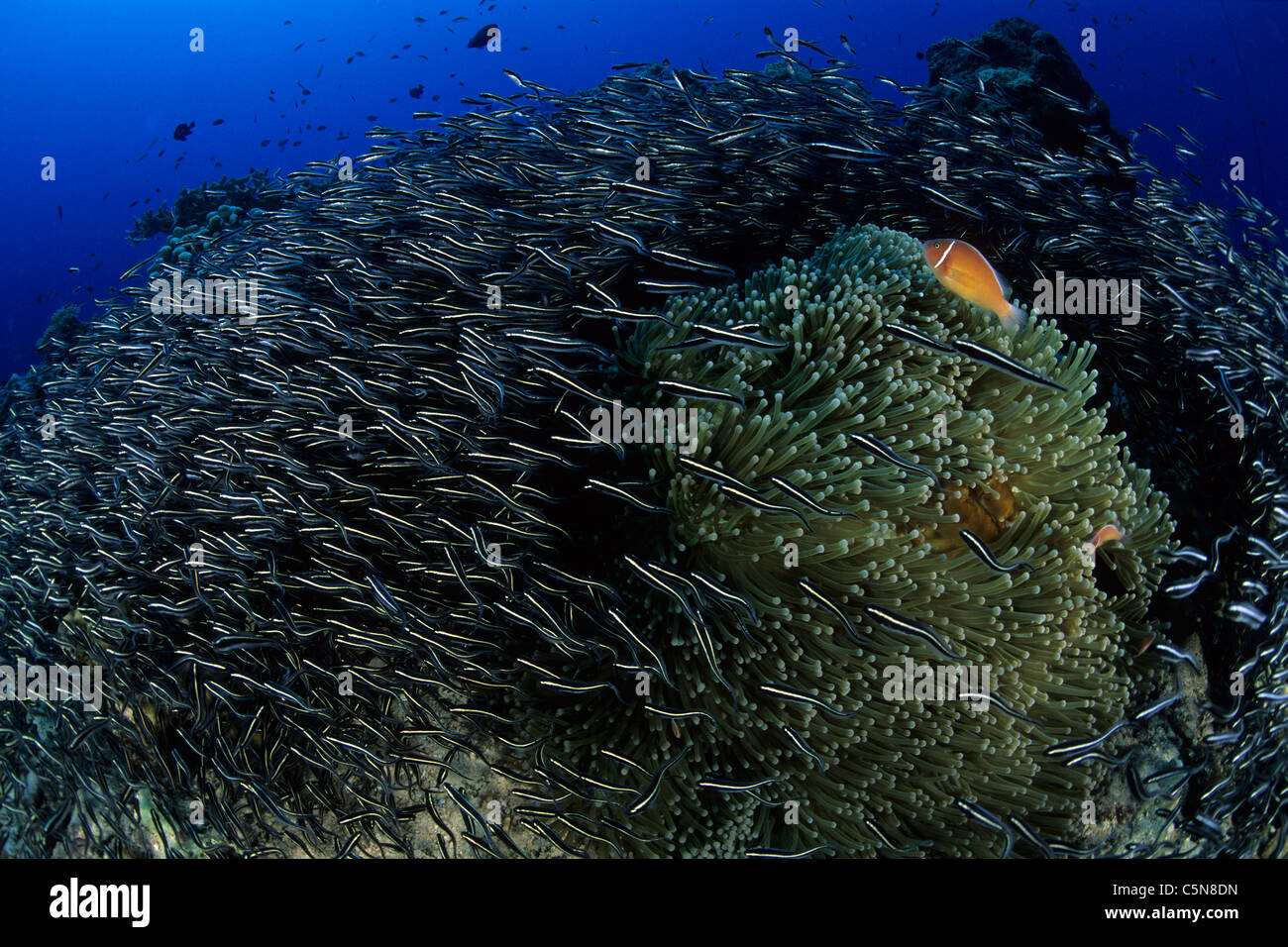 Striped Catfish surrounding Sea Anemone, Plotosus lineatus, Kimbe Bay, New Britain, Papua New Guinea Stock Photo