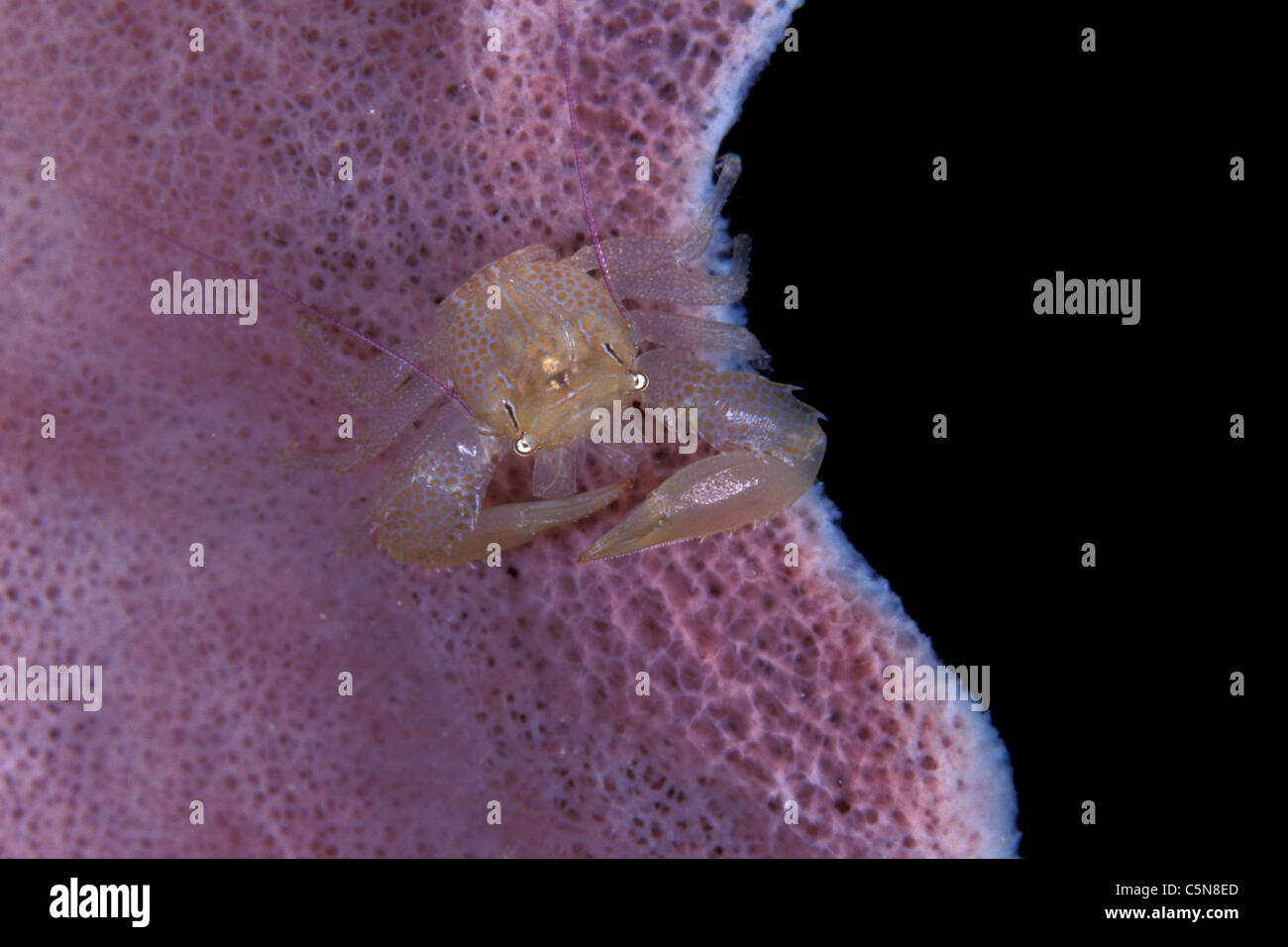 Porcelain Crab on Pink Sponge, Lissoporcellana sp., Kimbe Bay, New Britain, Papua New Guinea Stock Photo