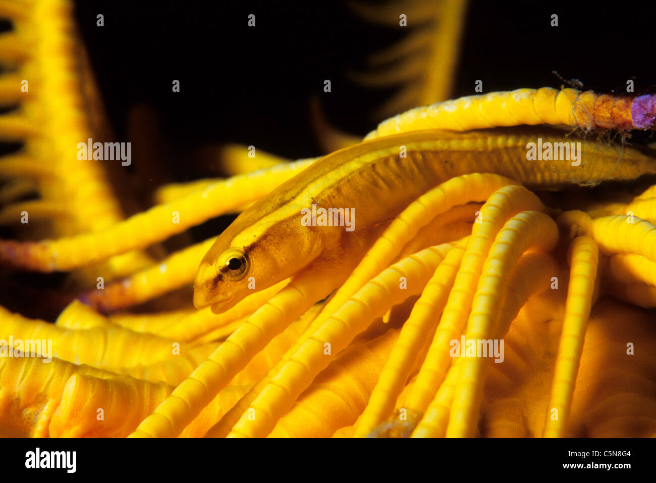 Symbosis Clingfish inside Crinoid, Discotrema crinophilum, Kimbe Bay, New Britain, Papua New Guinea Stock Photo