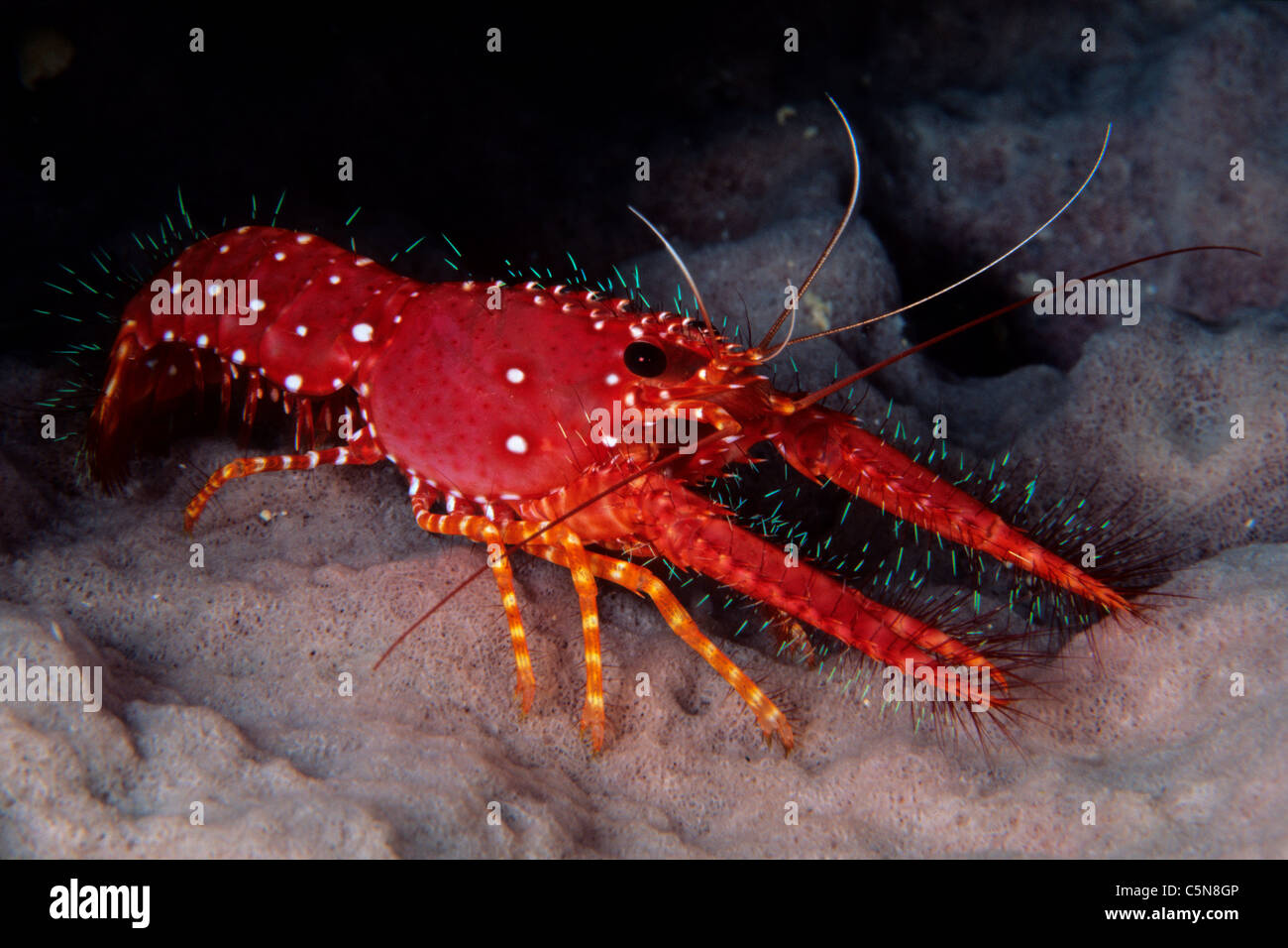 Red Reef Lobster on Barrel Sponge, Enoplometopus occidentalis, Kimbe Bay, New Britain, Papua New Guinea Stock Photo