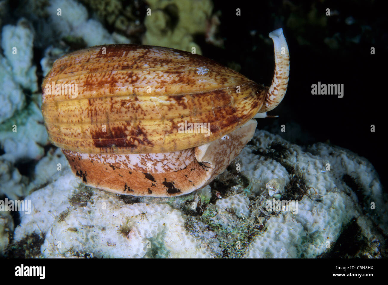 Baneful Geographic Cone Shell, Conos geographus, Kimbe Bay, New Britain, Papua New Guinea Stock Photo