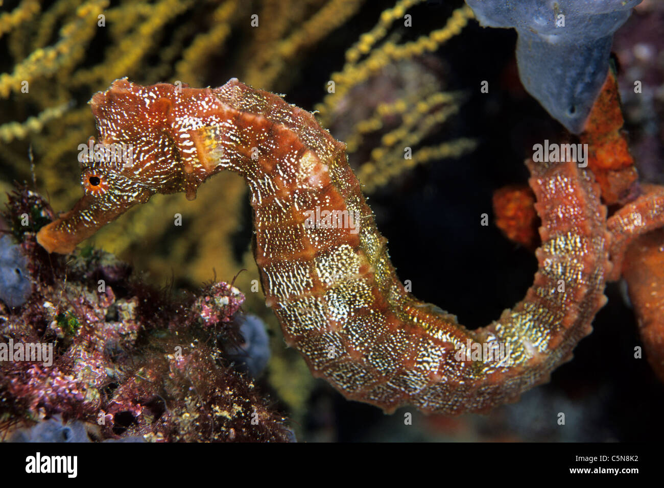 Pacific Seahorse, Hippocampus ingens, Galapagos, Ecuador Stock Photo