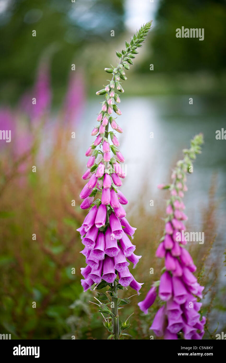 Foxgloves - Digitalis purpurea flowers Stock Photo
