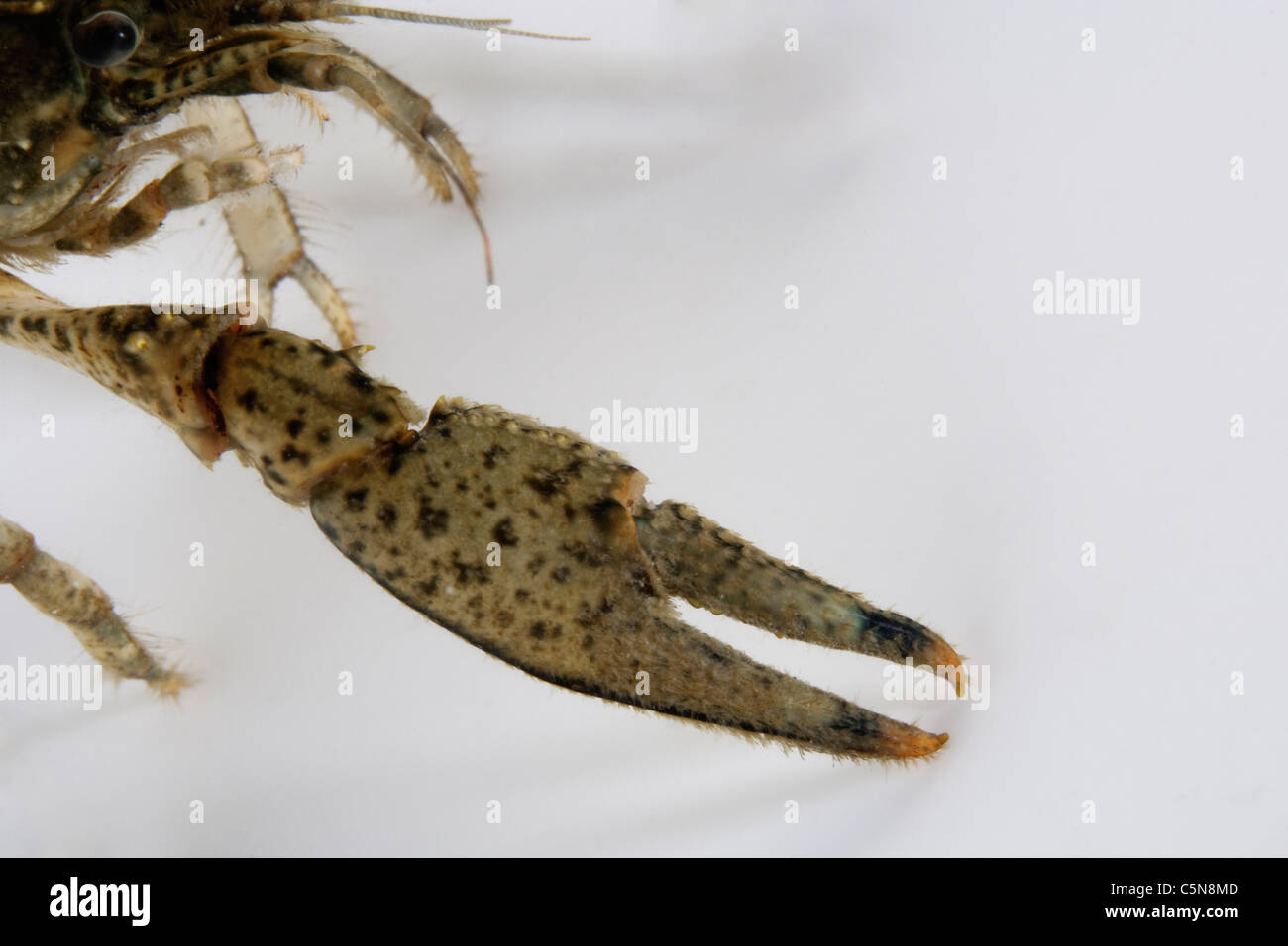 Claw Detail of North American Crayfish, Orconectes limosus, Lake Lugano, Ticino, Switzerland Stock Photo