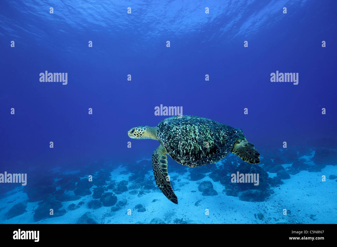 Green Turtle, Chelonia mydas, Galapagos, Ecuador Stock Photo