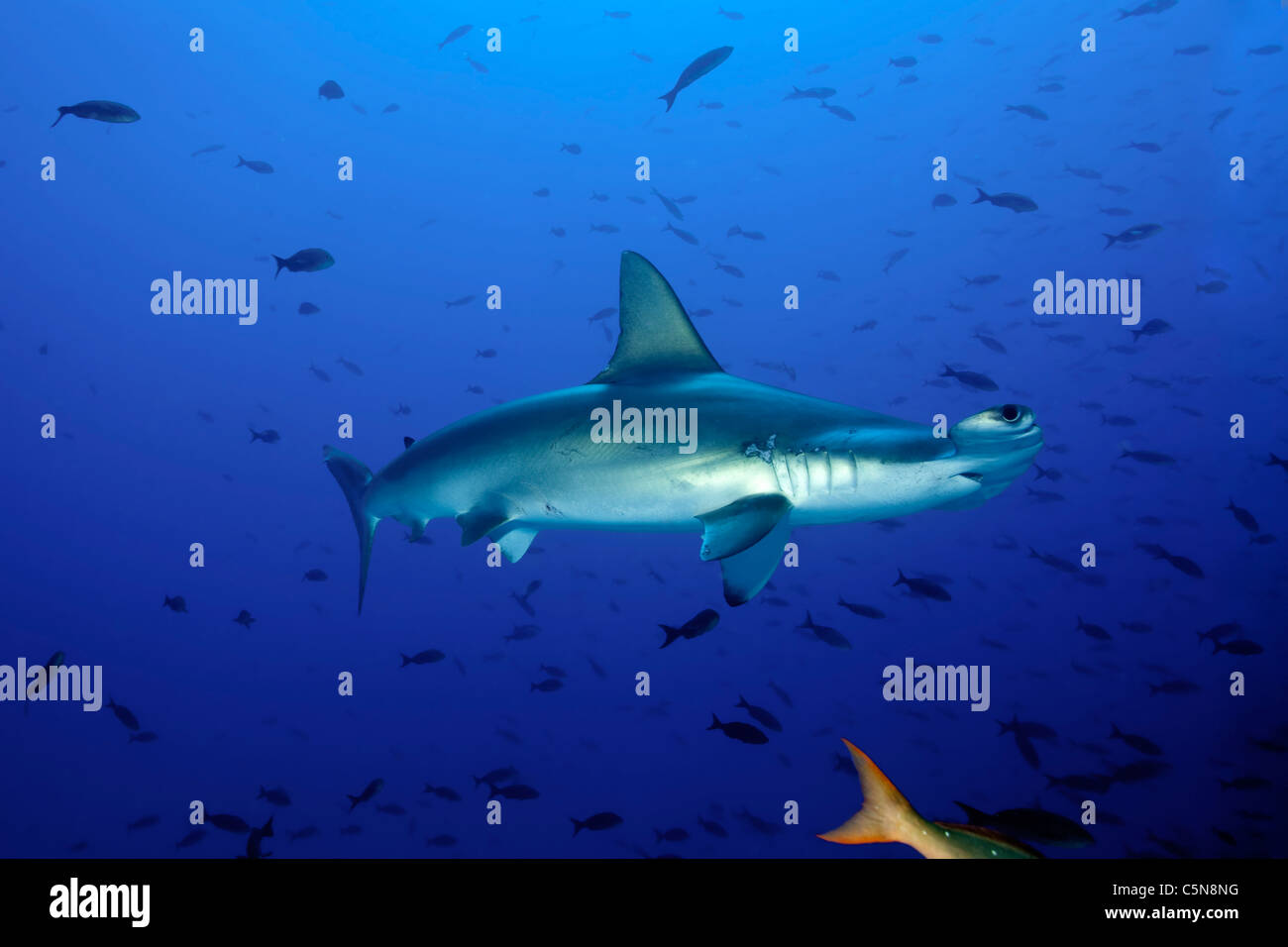 Bronze hammerhead shark hi-res stock photography and images - Alamy