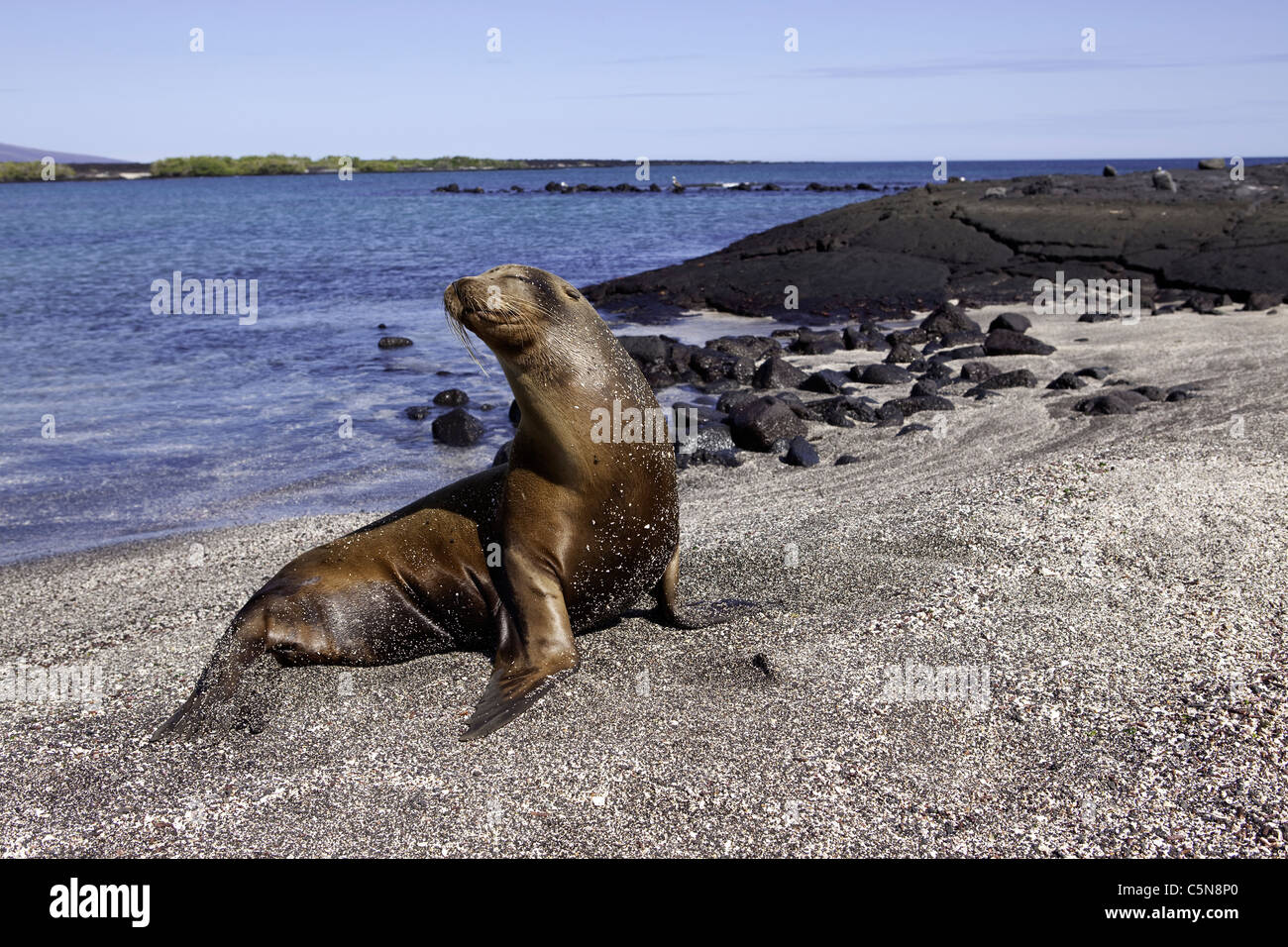 Galapagos Sea Lion, Zalophus wollebaeki, Galapagos, Ecuador Stock Photo