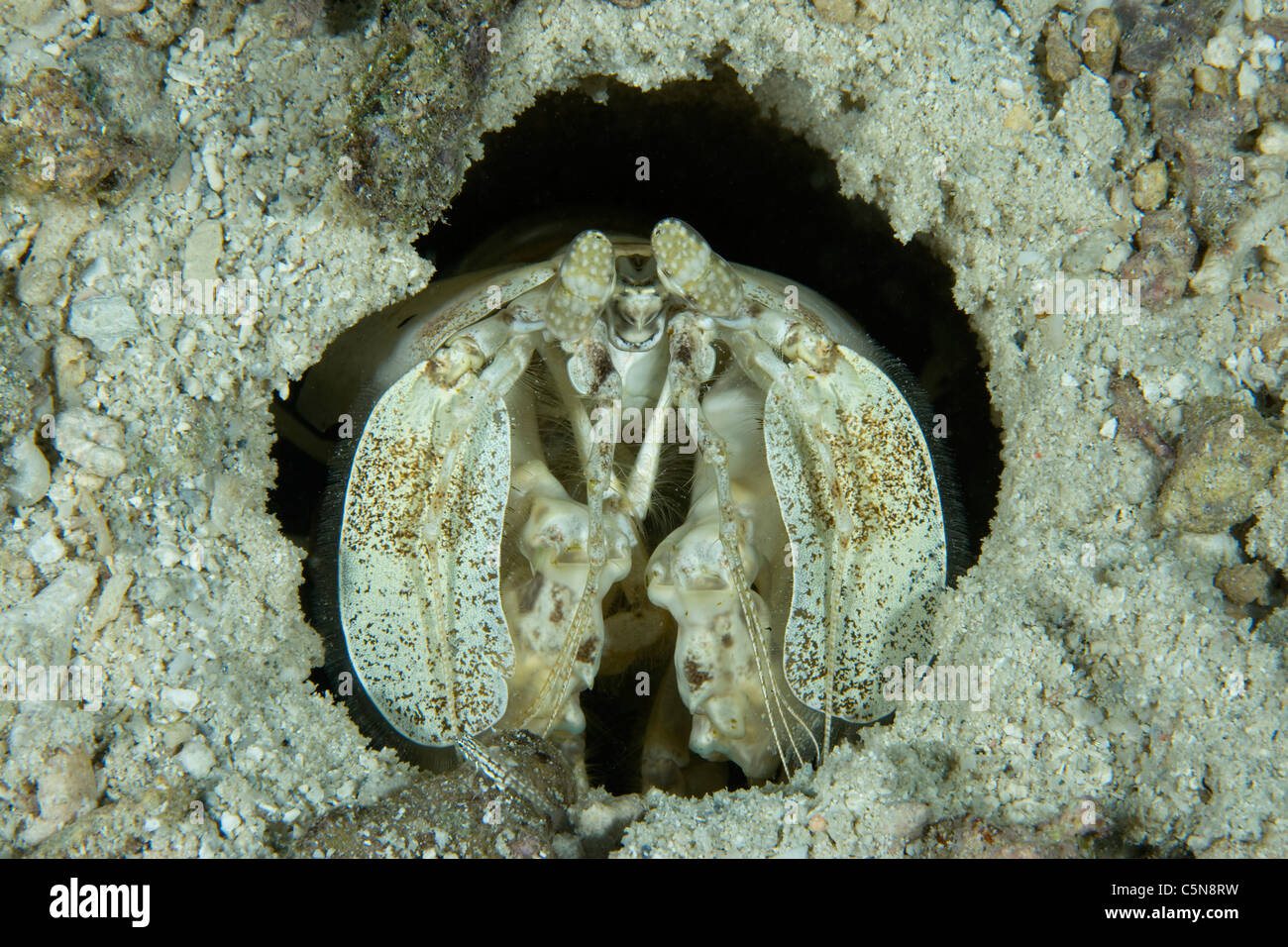 Spearing Mantis Shrimp, Lysiosquillina maculata, Micronesia, Pacific Ocean, Yap Stock Photo