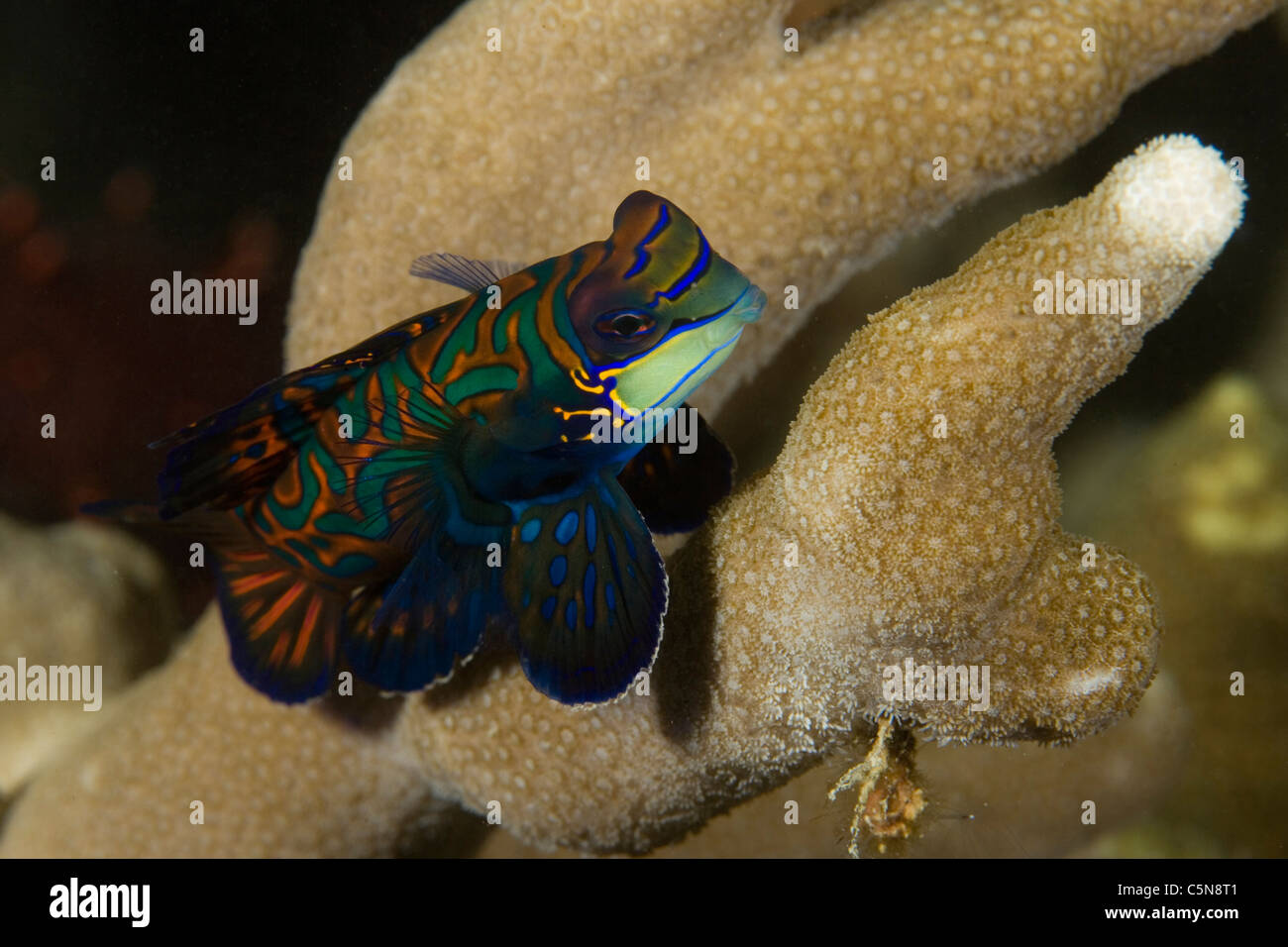 Mandarin Fish, Synchiropus splendidus, Micronesia, Pacific Ocean, Yap Stock Photo