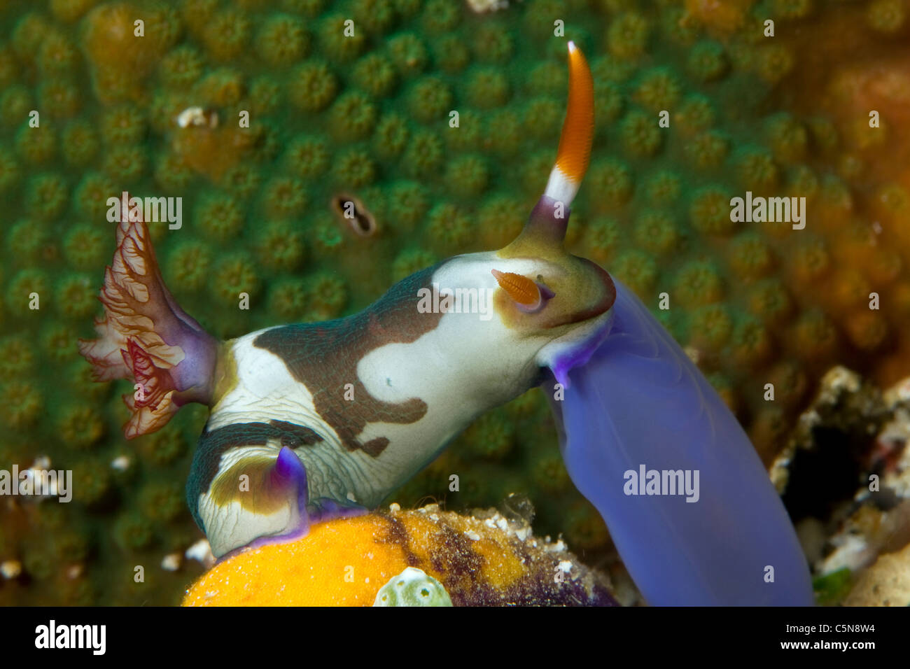 Nudibranch feeding on Ascidian, Nembrotha rutilans, Raja Ampat, West Papua, Indonesia Stock Photo