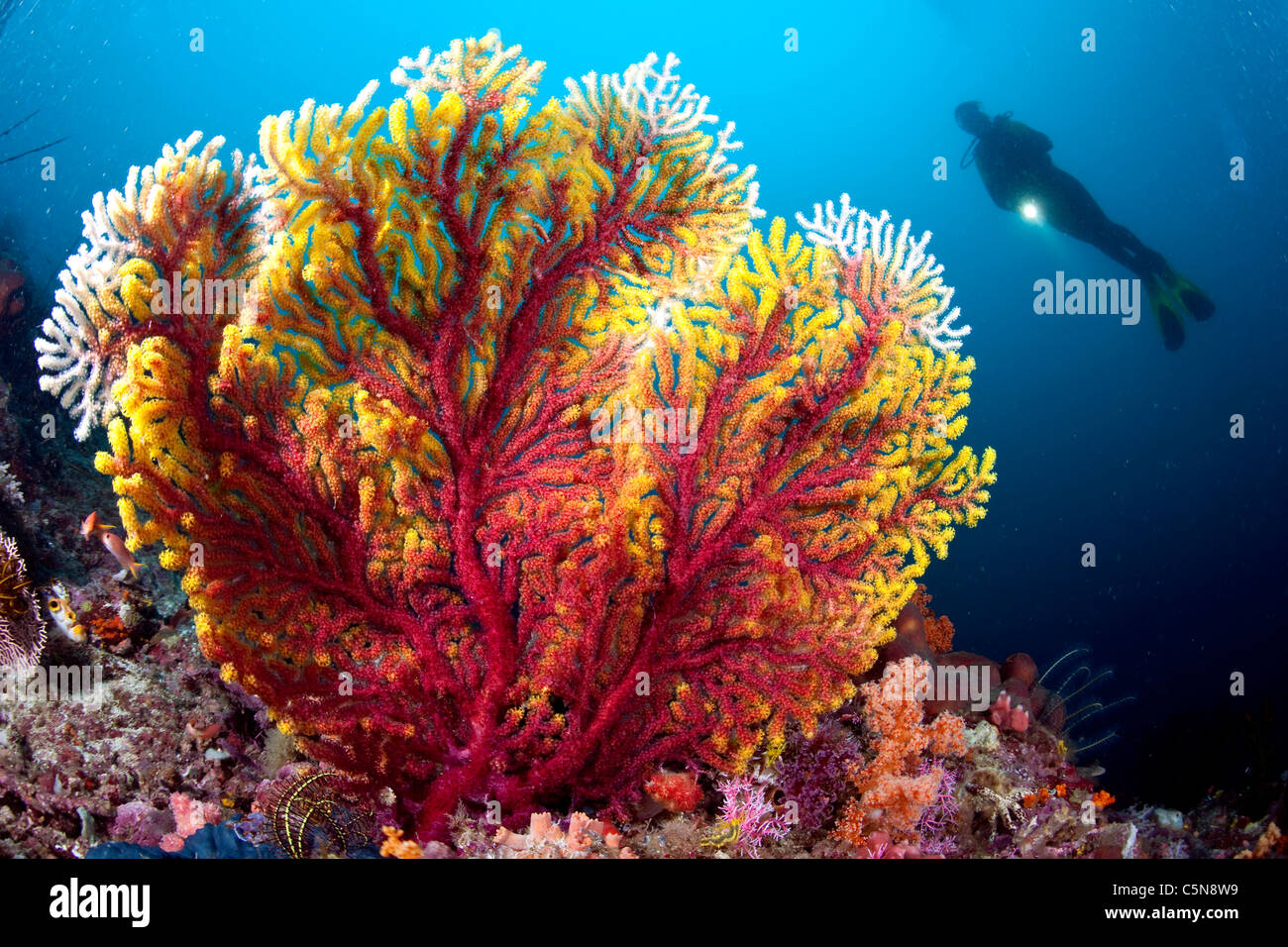 Gorgonian Sea Fan and Scuba Diver, Acalycigorgia sp., Raja Ampat, West Papua, Indonesia Stock Photo