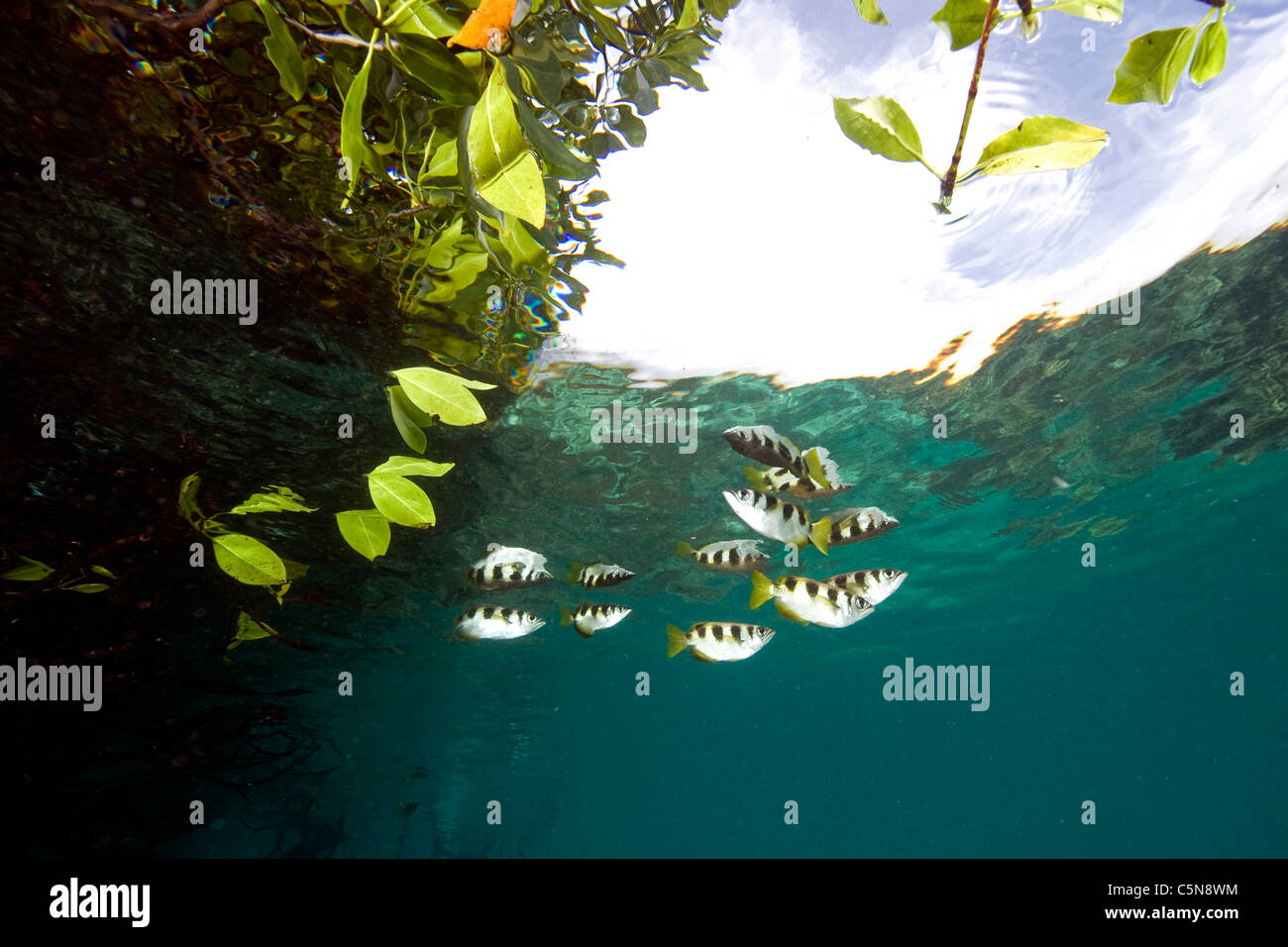 Banded Archerfishes hiding in Mangroves, Toxotes jaculatrix, Raja Ampat, West Papua, Indonesia Stock Photo