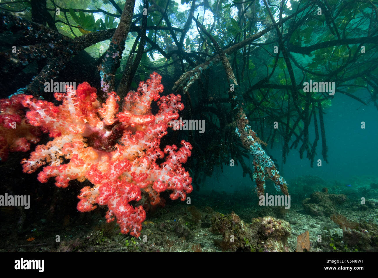 Soft Coral on Mangrove Roots, Dendronephthya sp., Raja Ampat, West Papua, Indonesia Stock Photo