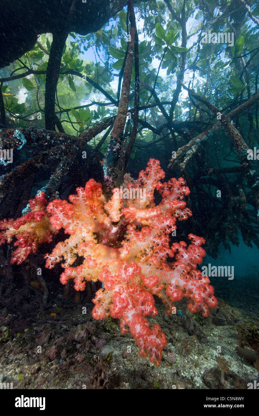 Soft Coral on Mangrove Roots, Dendronephthya sp., Raja Ampat, West Papua, Indonesia Stock Photo