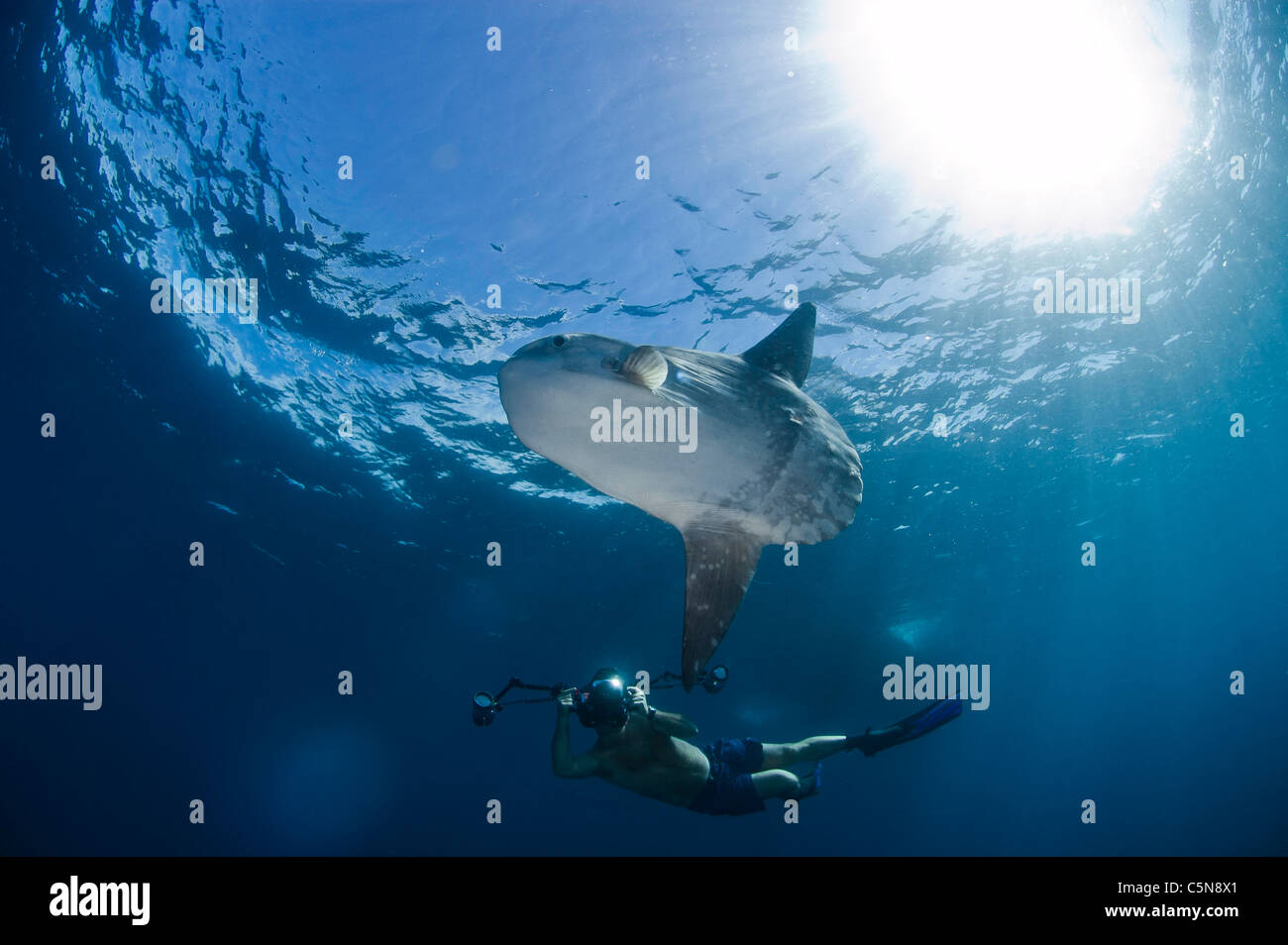 Mola Mola and Underwater Photographer Stock Photo