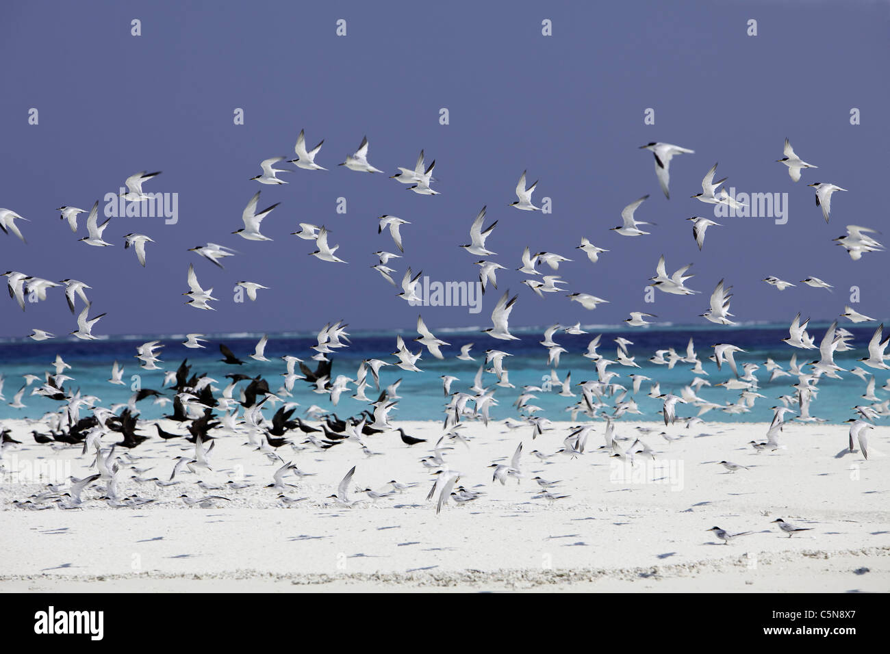 Terns on Sand Bank, Sterna sp., Indian Ocean, Maldives Stock Photo