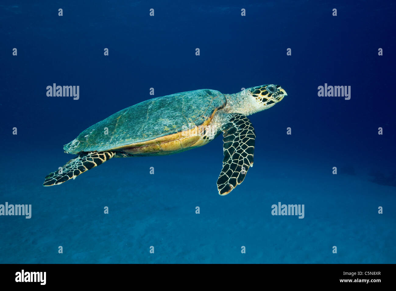 Hawksbill Turtle, Eretmochelys imbricata, Indian Ocean, Maldives Stock Photo